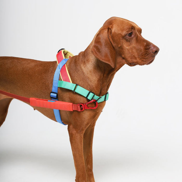 NEW! Zee.Dog No-Pull Dog Harness