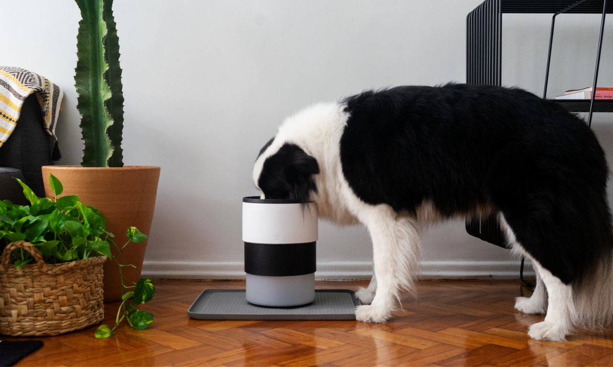 do-dogs-get-sick-of-the-same-food-banquet-pet-nz