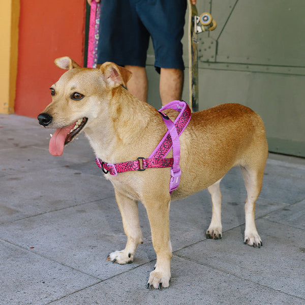 Zee.Dog | Softer Walk Harness - Brain