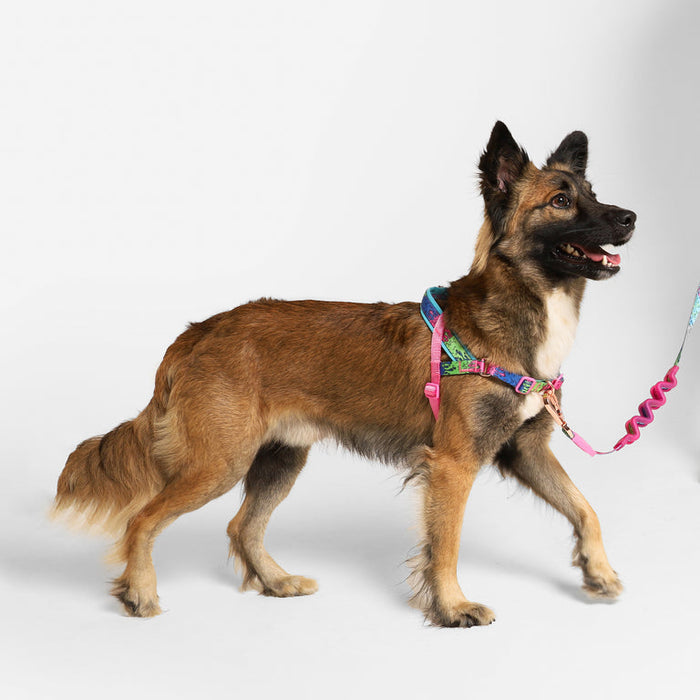 NEW!  Zee.Dog | Softer Walk Harness - Melted